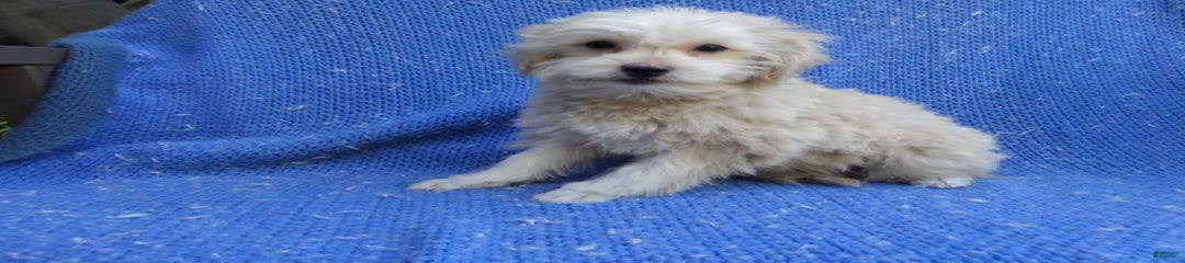 Toby