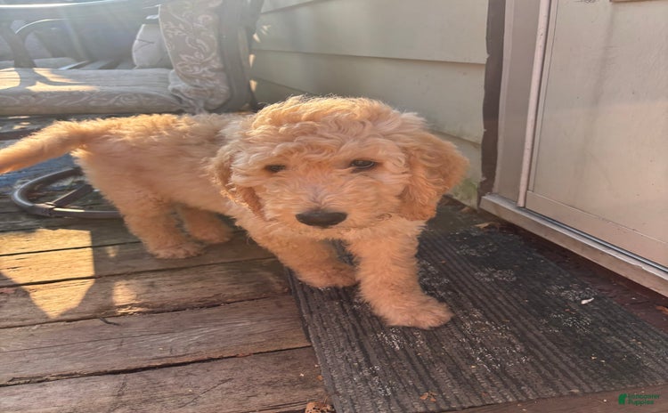 Goldendoodle dogs for sale - Ad 3