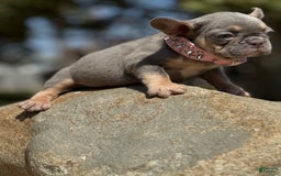 French Bulldog dogs for sale: Cookie - Image 3
