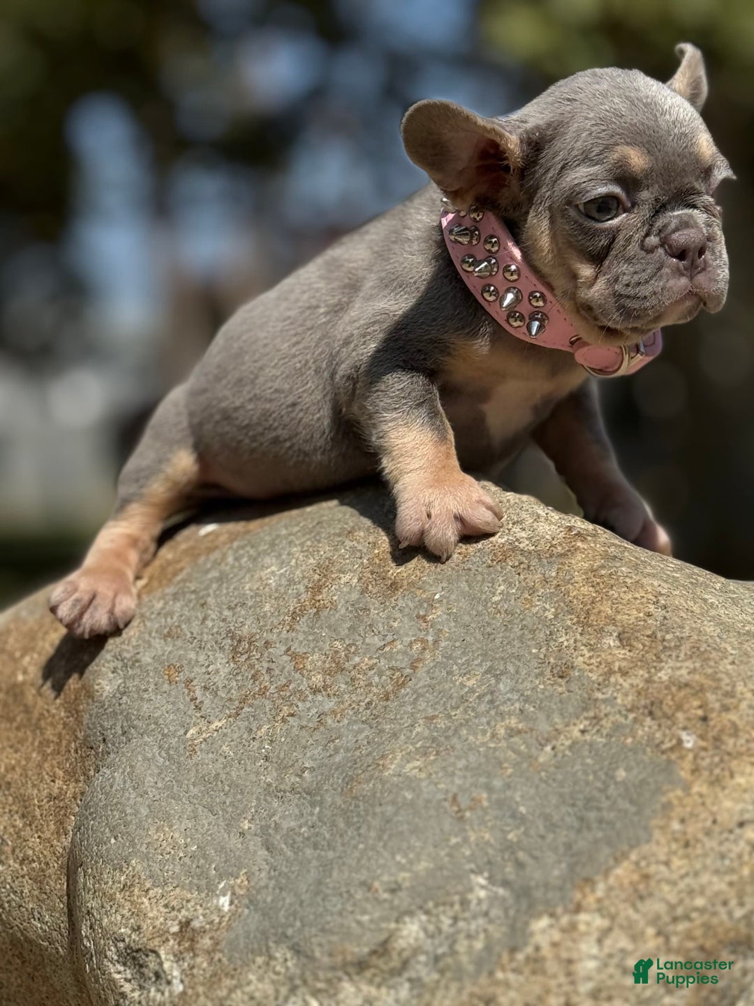 French Bulldog dogs for sale: Cookie - Image 3