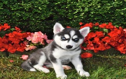 Siberian Husky dogs for sale: Roxy - Image 2