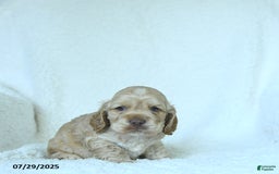 Cocker Spaniel dogs for sale: Skyler - Image 5