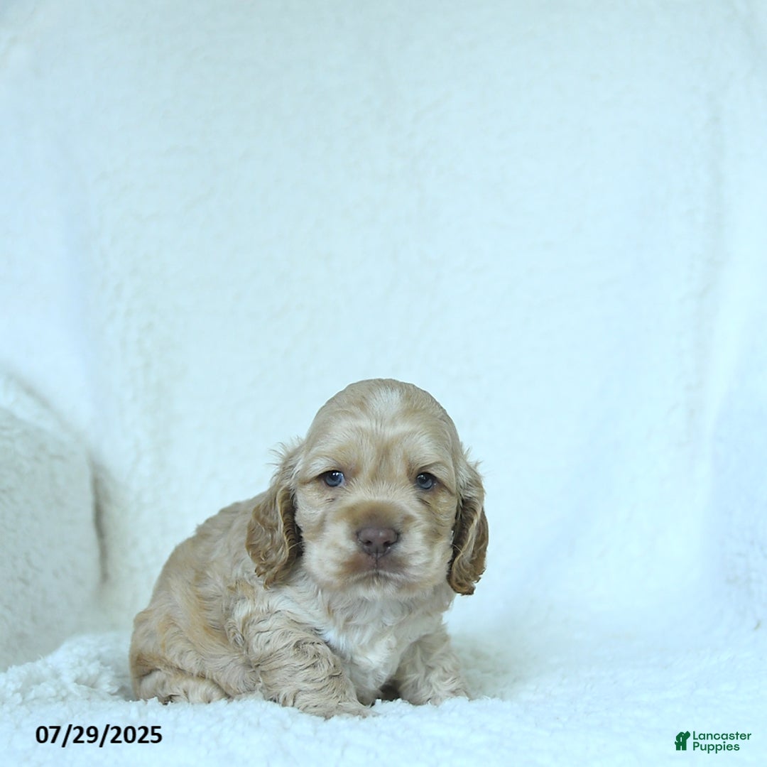Cocker Spaniel dogs for sale: Skyler - Image 5