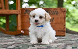 Shih Tzu dogs for sale: Rambo - Image 4