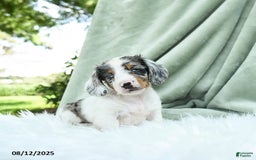 Miniature Dachshund dogs for sale: Parker Special Needs - Image 1