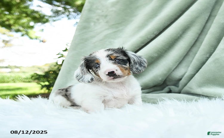 Miniature Dachshund dogs for sale - Ad 1