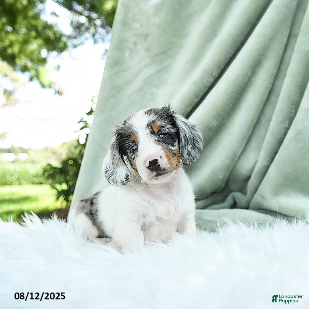 Miniature Dachshund dogs for sale: Parker Special Needs - Image 1