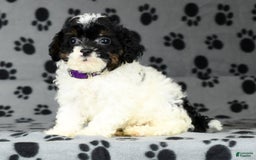 Miniature Poodle dogs for sale: Maverick - Image 4