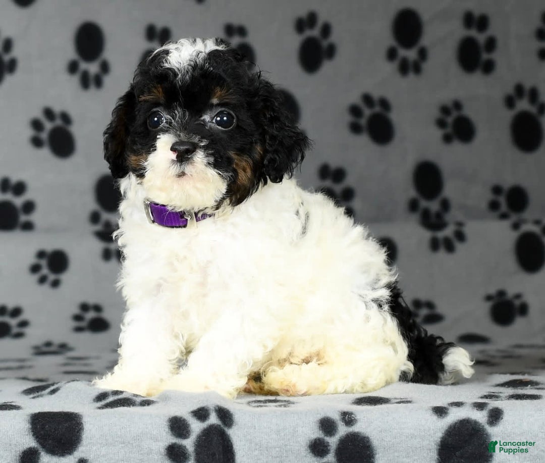 Miniature Poodle dogs for sale: Maverick - Image 4