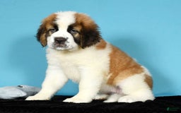 Saint Bernard dogs for sale: Luna - Image 7