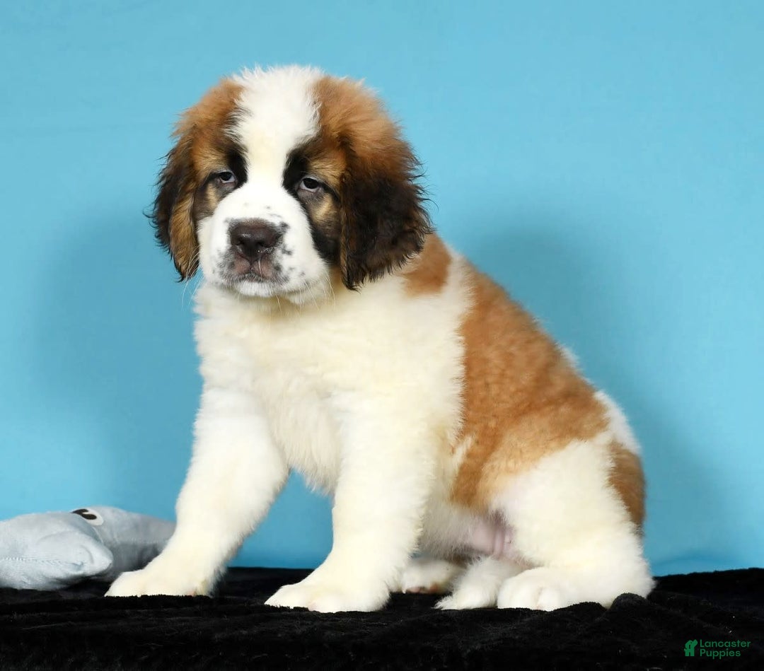 Saint Bernard dogs for sale: Luna - Image 7