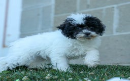 Bichpoo dogs for sale: Baby Doll - Image 5