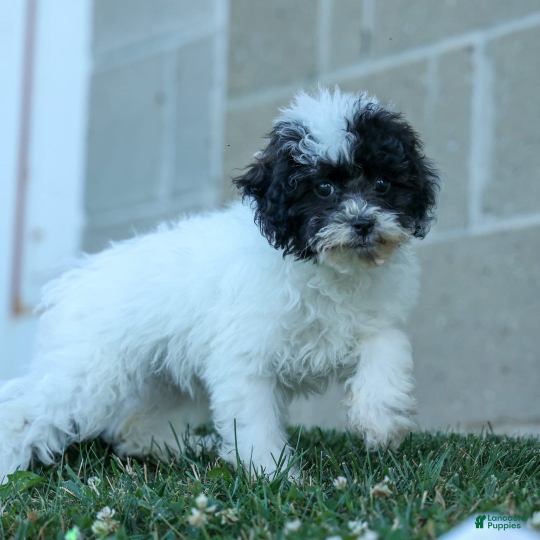 Bichpoo dogs for sale: Baby Doll - Image 5