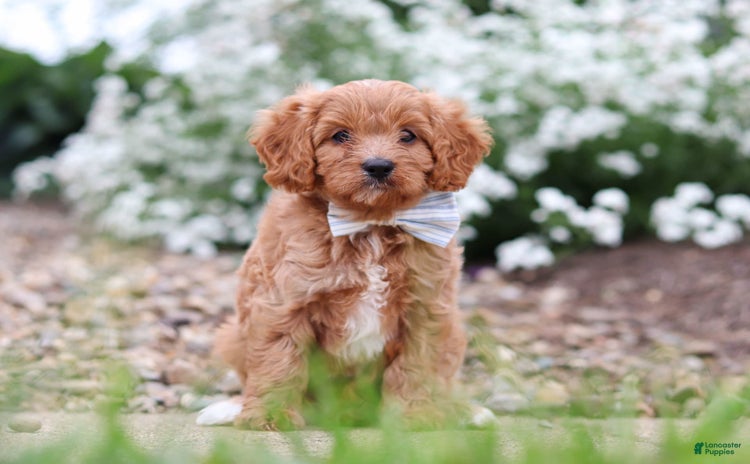 Cavapoo dogs for sale - Ad 1