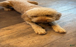 Aussiedoodle dogs for sale: Biscuit - Image 5