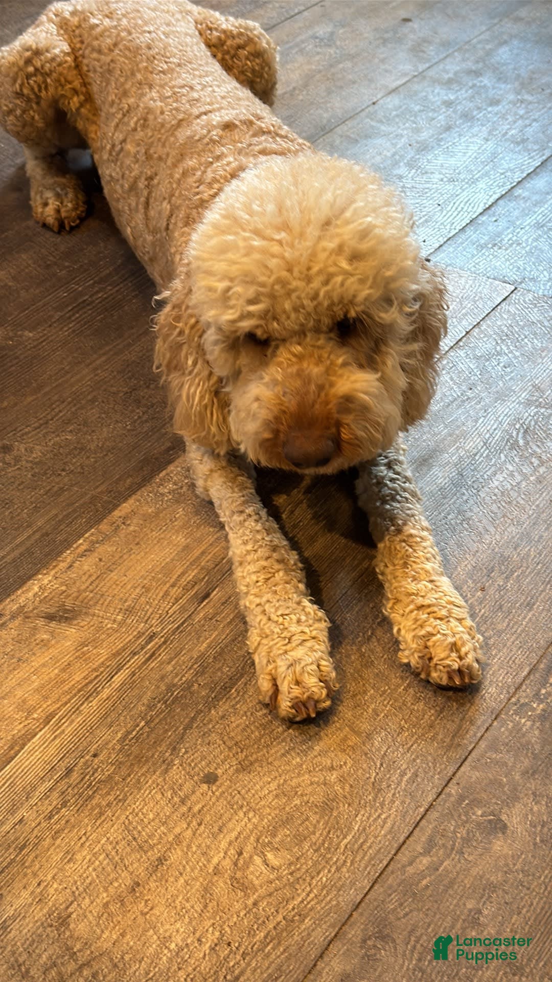 Aussiedoodle dogs for sale: Biscuit - Image 5