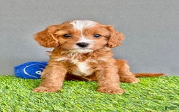 Cavapoo dogs for sale: Winston - Image 4