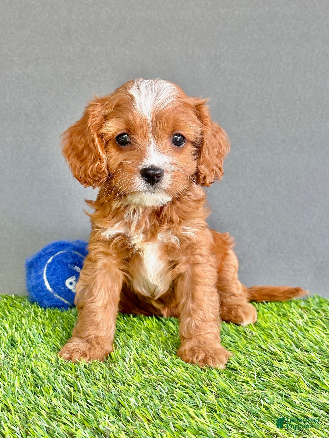 Cavapoo dogs for sale: Winston - Image 4