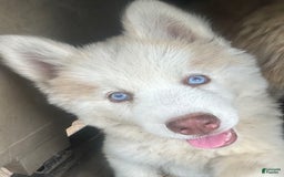 Siberian Husky dogs for sale: Iris Light Red Girl Nc - Image 1