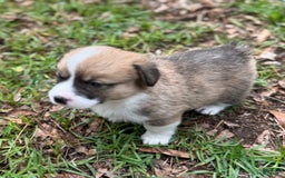 Welsh Corgi Pembroke dogs for sale: Girl One - Image 4