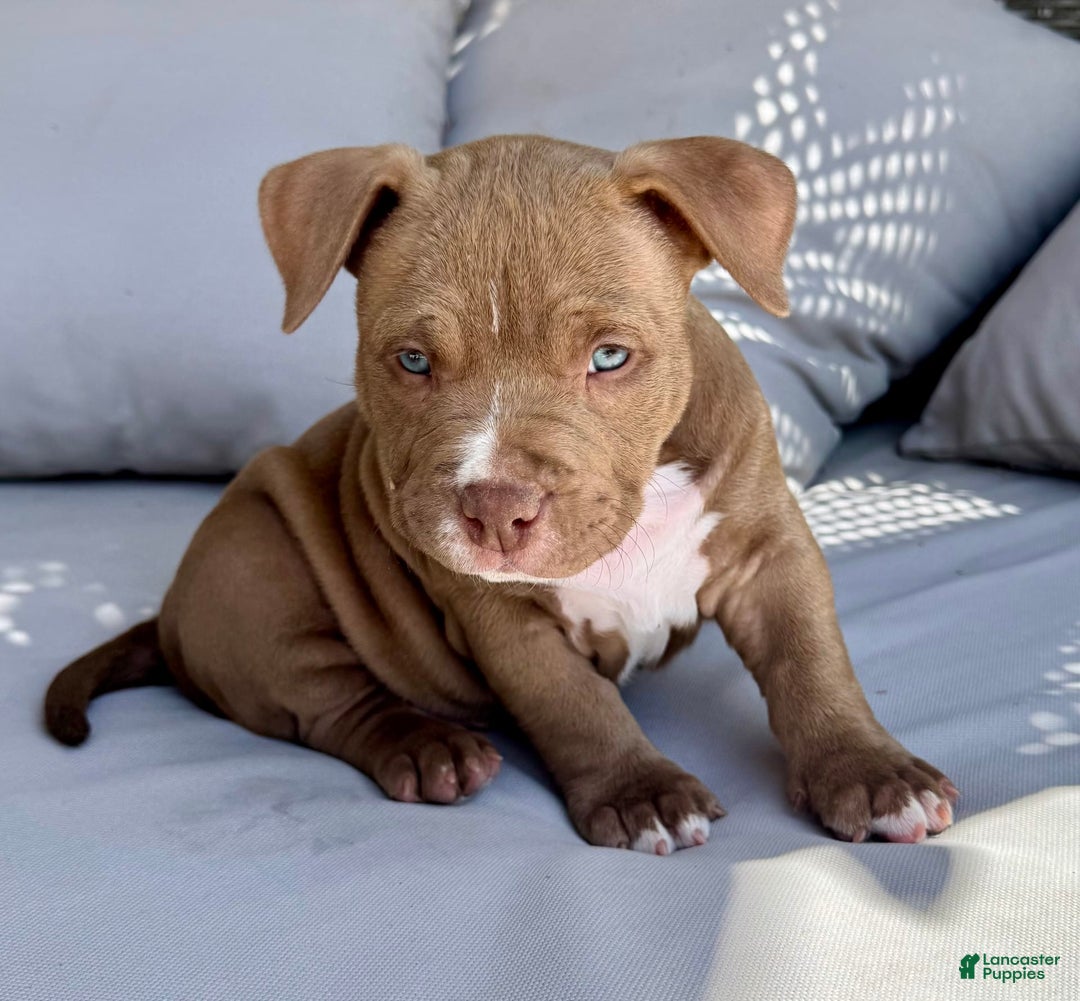 American Bully dogs for sale: Coco - Image 2