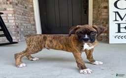 Boxer dogs for sale: Bruno - Image 1