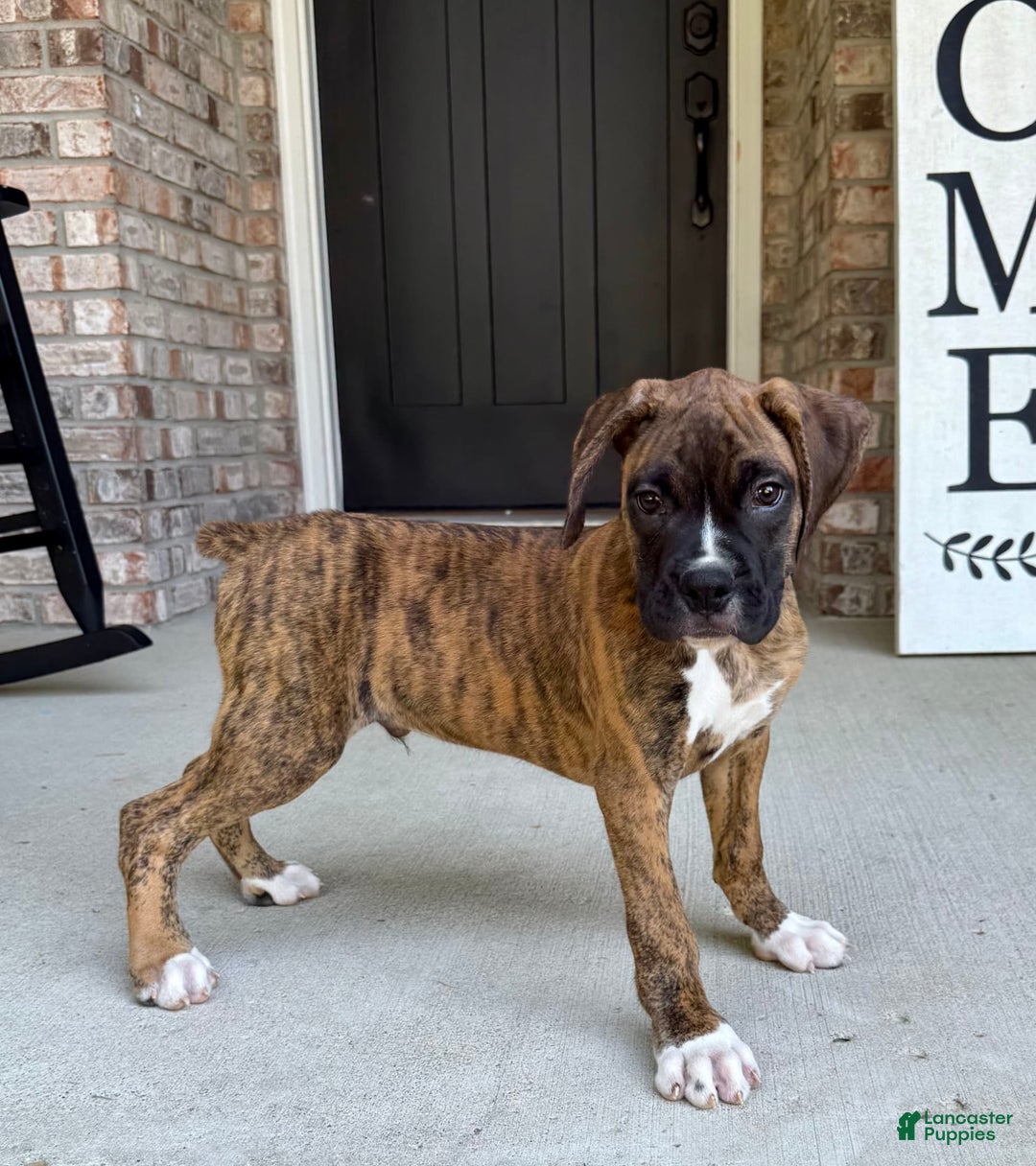Boxer dogs for sale: Bruno - Image 1