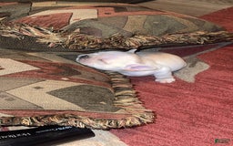 French Bulldog dogs for sale: Soilder - Image 1
