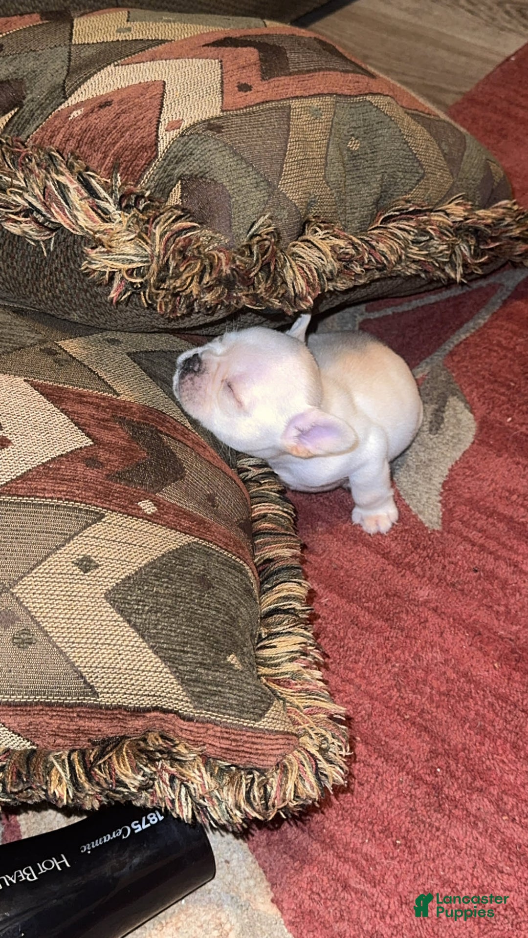 French Bulldog dogs for sale: Soilder - Image 1