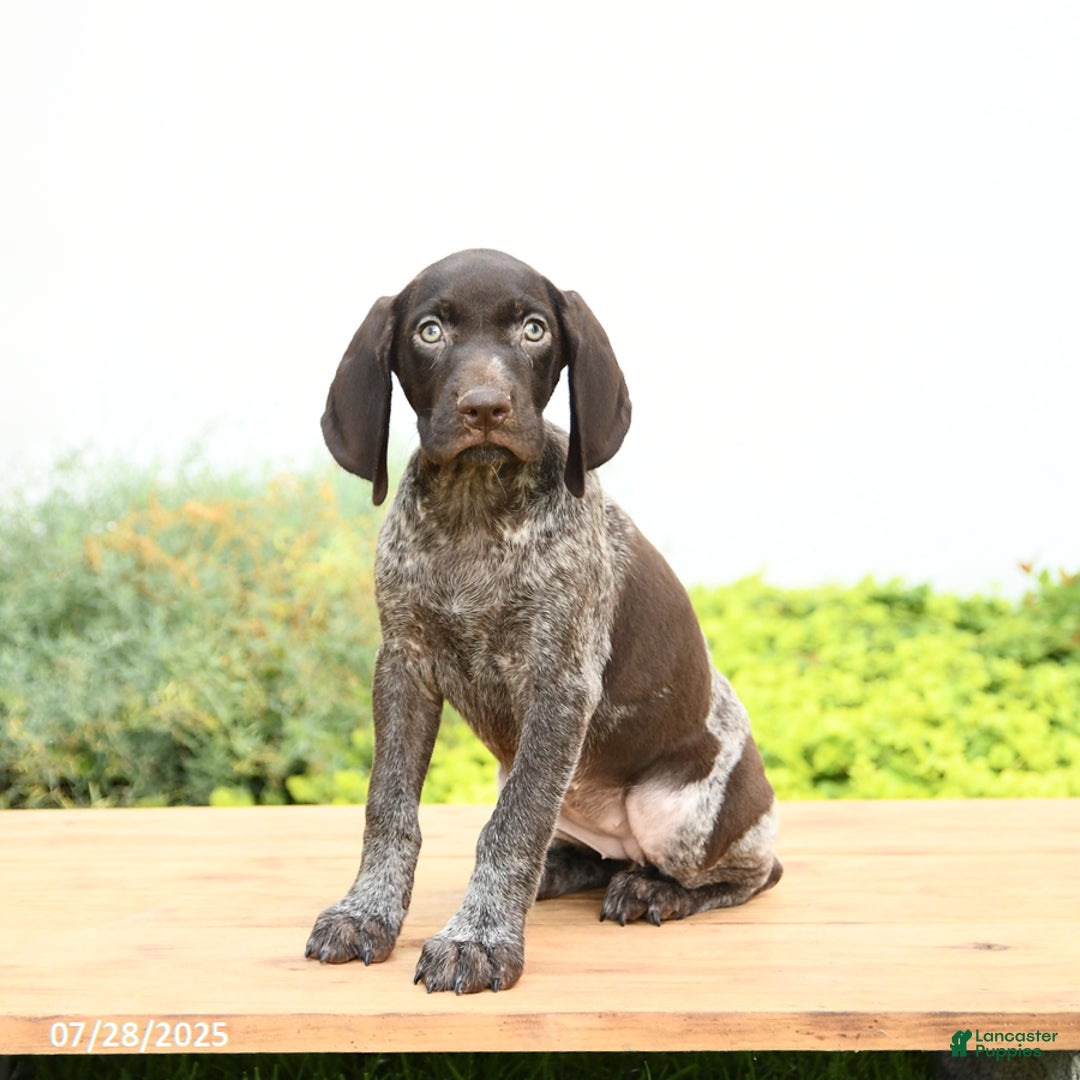 German Shorthaired Pointer dogs for sale: Jasmine - Image 3