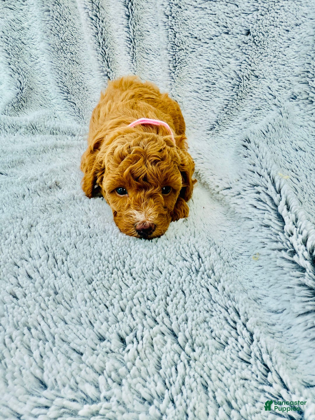 Toy Poodle dogs for sale: Pure Breed Toy Poodle Girl - Image 3