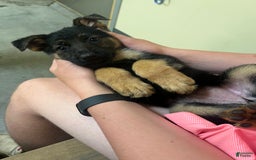 German Shepherd dogs for sale: Lady - Image 3