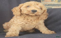 Cockapoo dogs for sale: Ben - Image 11