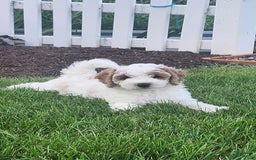 Cockapoo dogs for sale: Remi - Image 10