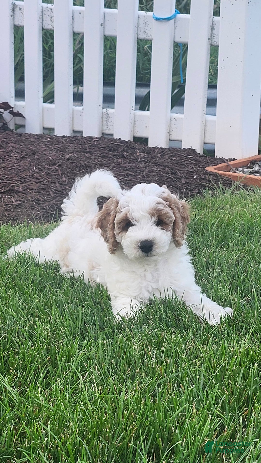 Cockapoo dogs for sale: Remi - Image 10