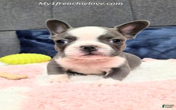 French Bulldog dogs for sale: Mighty Mouse - Image 2