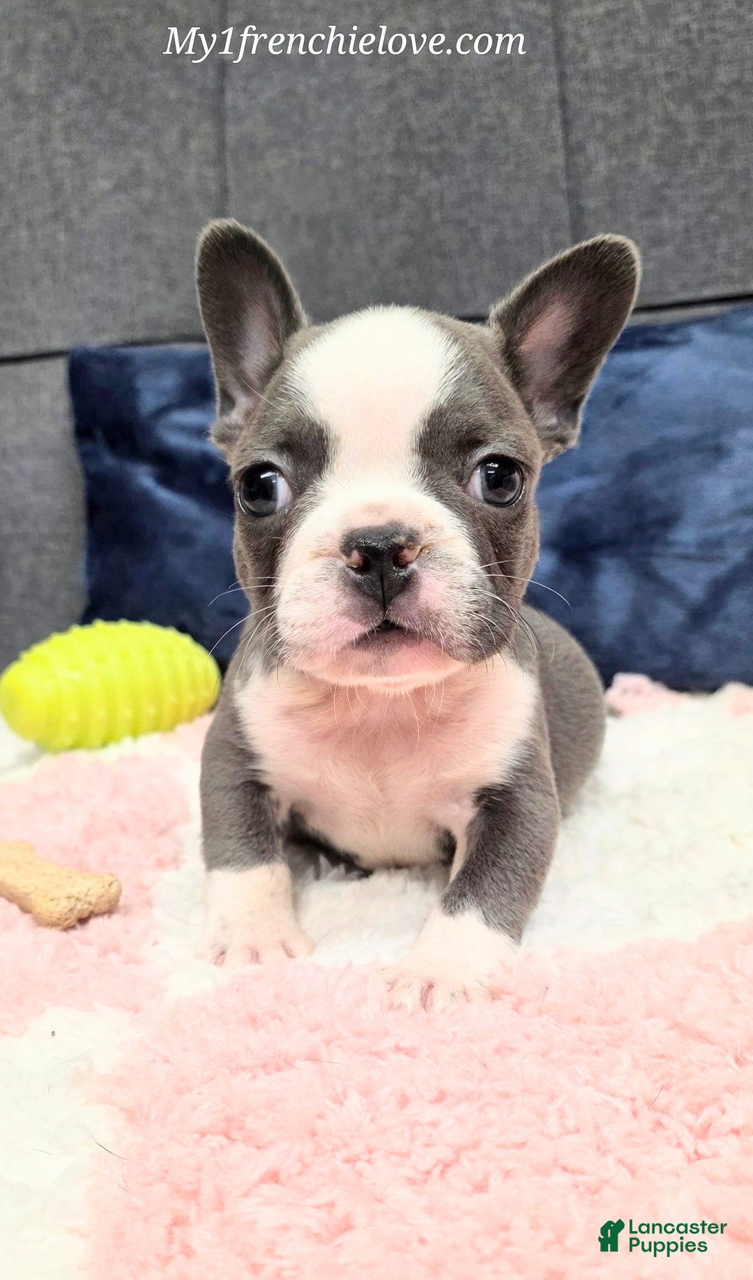 French Bulldog dogs for sale: Mighty Mouse - Image 2