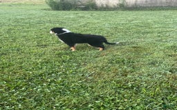 Australian Shepherd dogs for sale: Ahsoko - Image 22