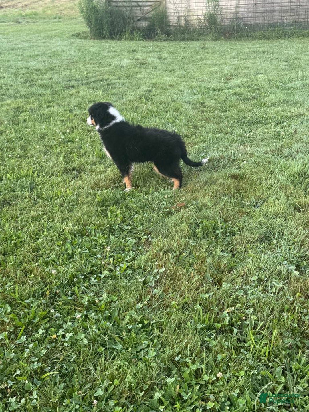 Australian Shepherd dogs for sale: Ahsoko - Image 22