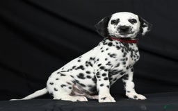 Dalmatian dogs for sale: Cole - Image 8