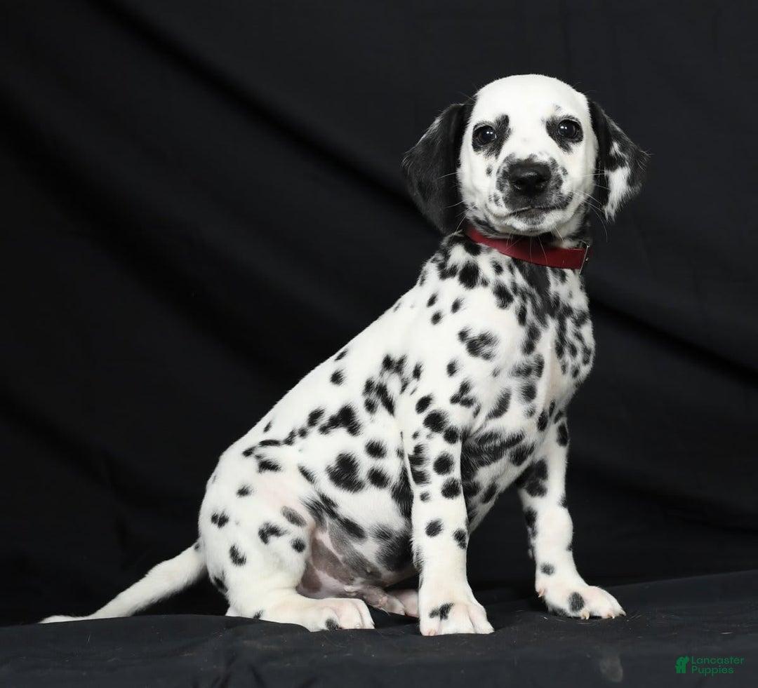 Dalmatian dogs for sale: Cole - Image 8