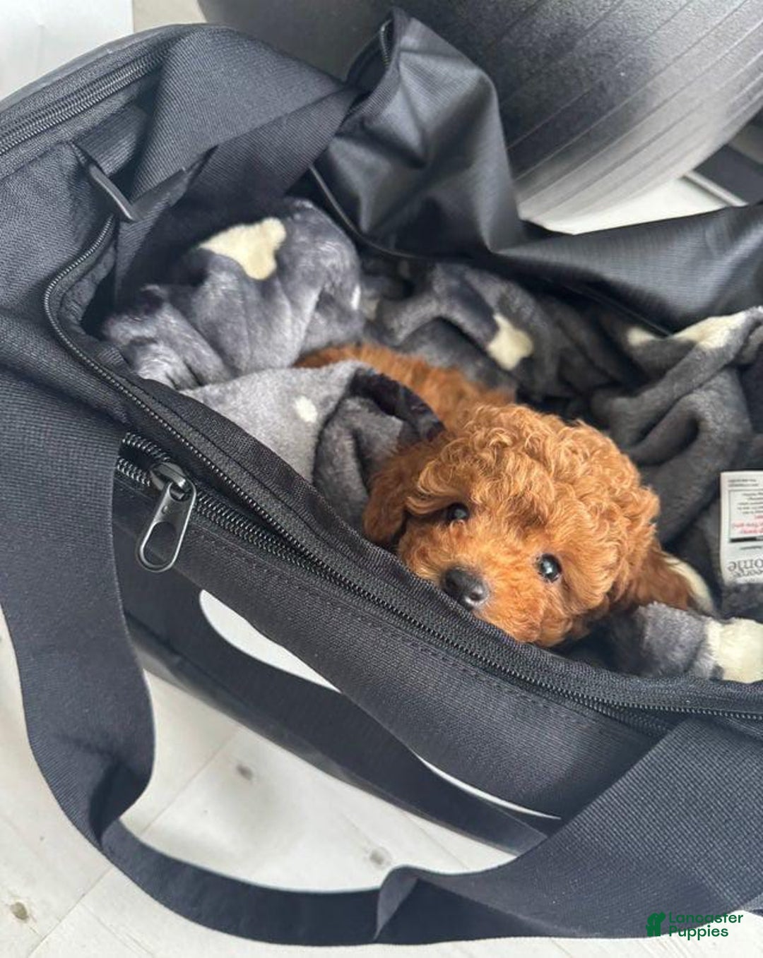 Toy Poodle dogs for sale: Bambi - Image 1