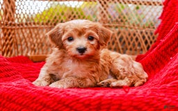 Havapoo dogs for sale: Vinny - Image 9