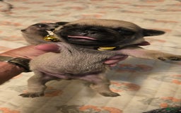 Pug dogs for sale: Davy - Image 7