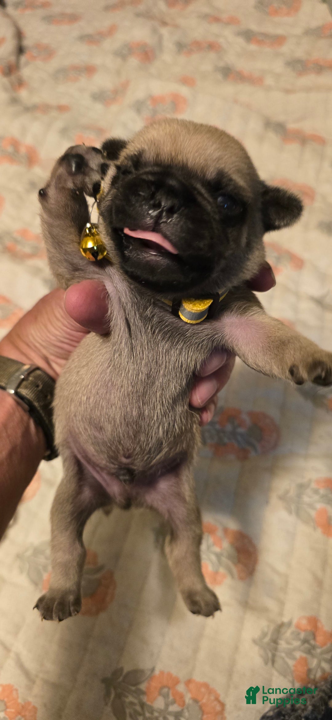 Pug dogs for sale: Davy - Image 7