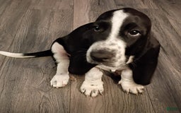 Basset Hound dogs for sale: Molly - Image 8