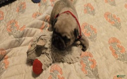 Pug dogs for sale: Don - Image 19