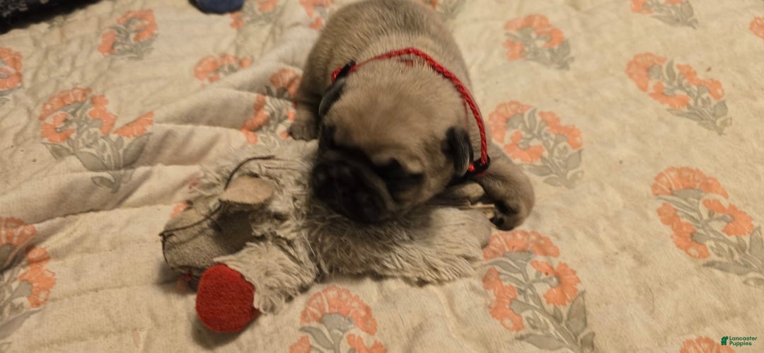 Pug dogs for sale: Don - Image 19
