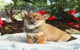 Shiba Inu dogs for sale: Honey - Image 1