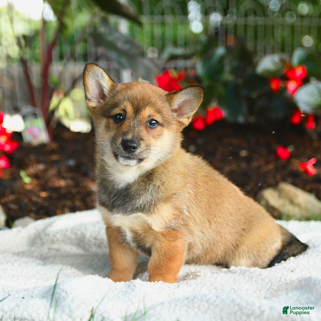 Shiba Inu dogs for sale: Honey - Image 1